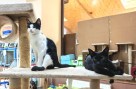 Clexy (11)